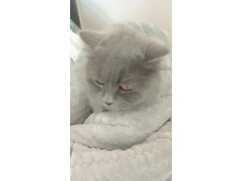 British longhair kedimizi çok uyguna vereceğiz acil