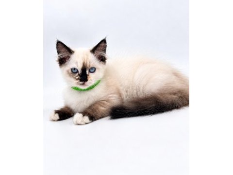 Yavru ragdoll kedileri