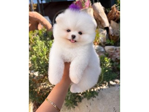 Orjinal pomeranian boo yavrumuz moi