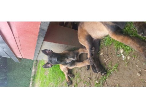 Bursa malinois krallığı ndan rezerveye açık yavrular