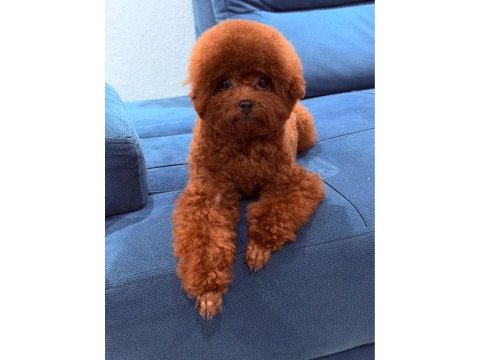Premıum korea teacup toy poodle yavrularımız