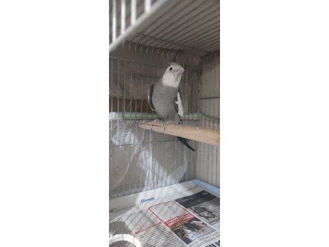 Lutino kırmızı göz ve white face sultan papağanı