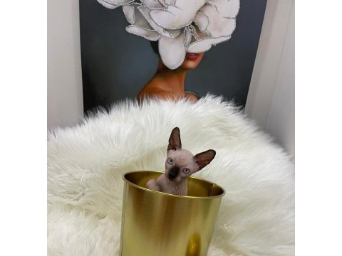 Sphynx sfenks tüysüz dişi erkek yavru