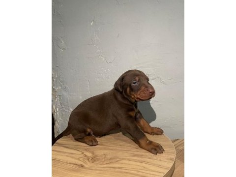 Kızıl doberman bebekler