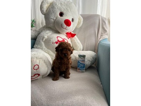 Kendi kızımın yavruları orjinal red poodle yer antalya