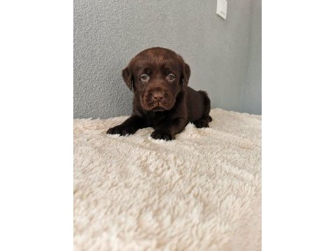 Labrador bebeklerimiz