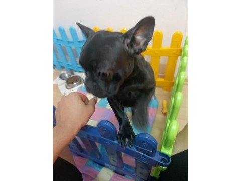 Mükemmel french bulldog yavrular