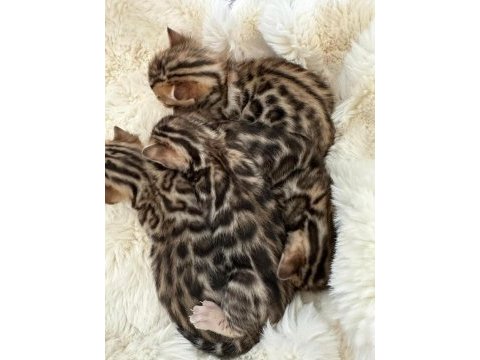 Bengal kedisi muhteşem güzellik