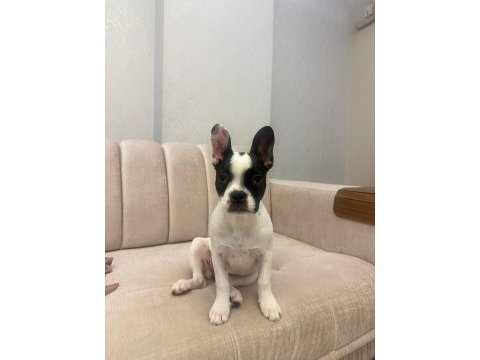 Gaziantep yavru french bulldog
