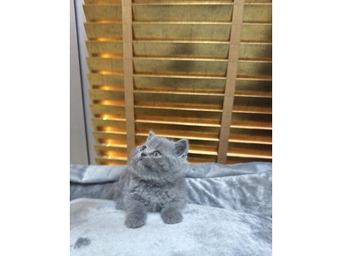 Safkan british shorthair bebekler