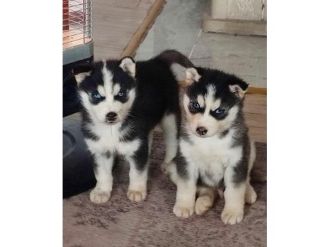 A kalite husky yavrularımız