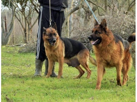 A şecereli alman kurdu yavruları