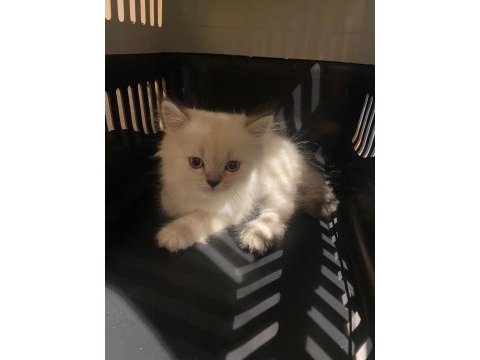 British longhair blue point 1.5 aylık