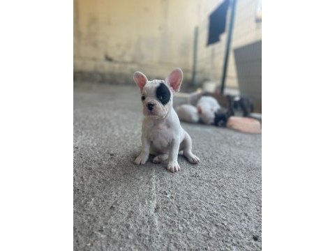 Şecereli french bulldog yavruları