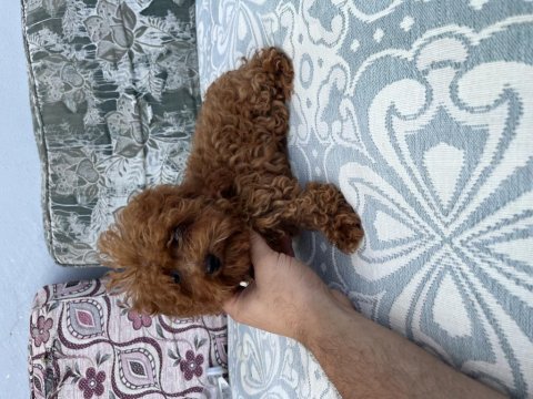 Kore toy poodle