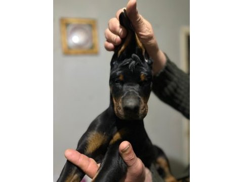 Üst düzey şecereli doberman yavruları
