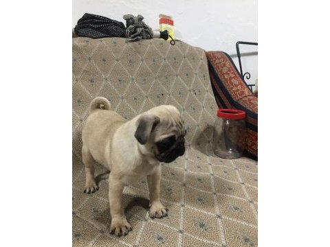 Pug mops 55 - 65 günlük erkek - dişi yavrular