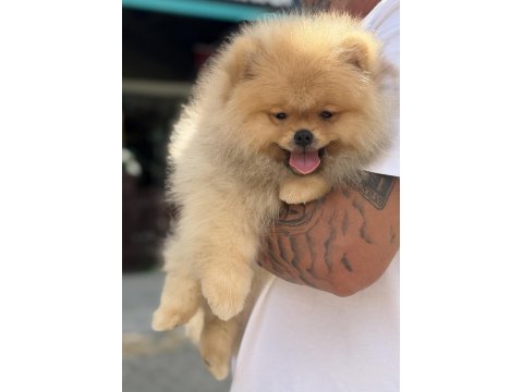 Üst düzey show kalite pomeranian boo
