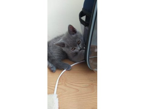 2.5 aylık british shorthair erkek