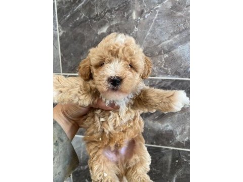 Orjinal minyatür toy poodle yavrular 