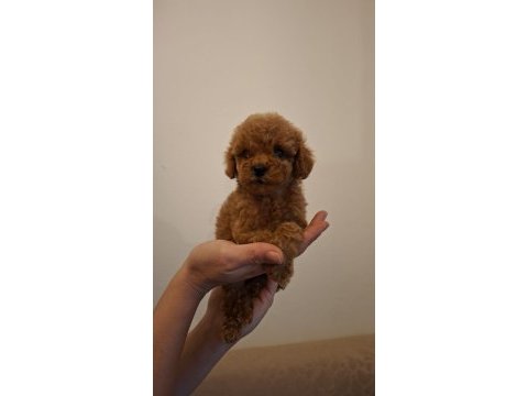 Teacup toy poodle bebeklerim mevcut