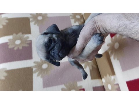 60 günlük pug yavrular