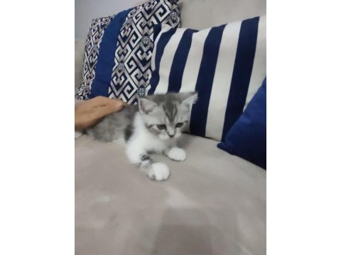 48 günlük bebekler british shorthair