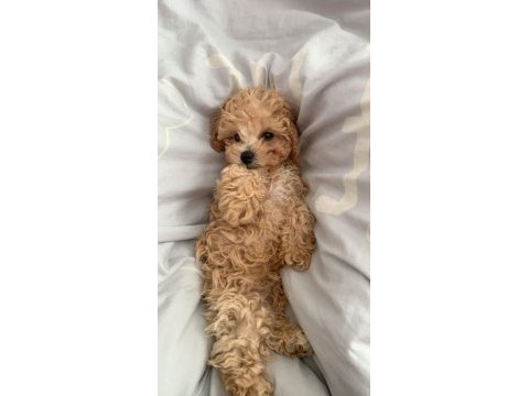 Maltipoo bebeklerimiz sizlerle