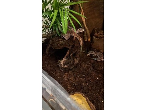Africa fat tail gecko yasal belgeli çipli