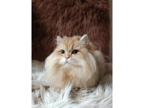 British longhair by1133