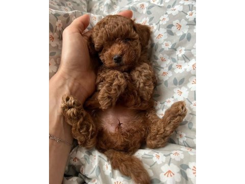Minik dostlar toy poodle