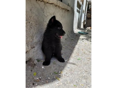 Full black alman çoban köpeği yavruları rezerve