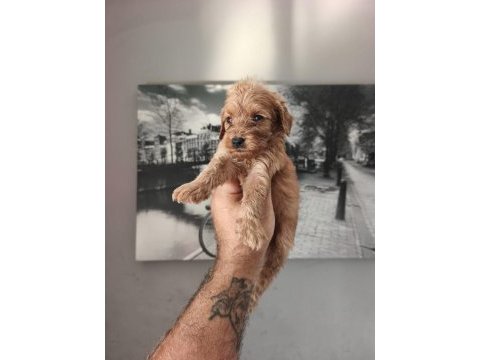 Maltipoo bebekleri