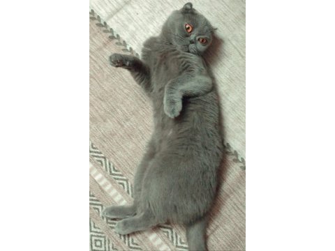 Scottish fold kızımıza yuva arıyoruz