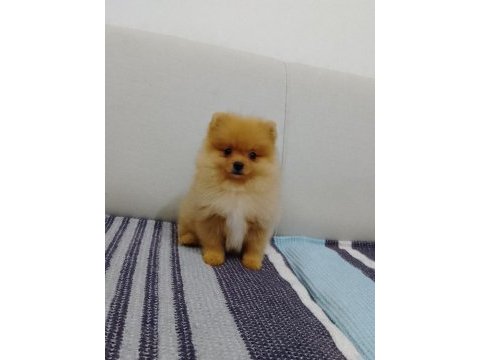 Pomeranian boo yavrular