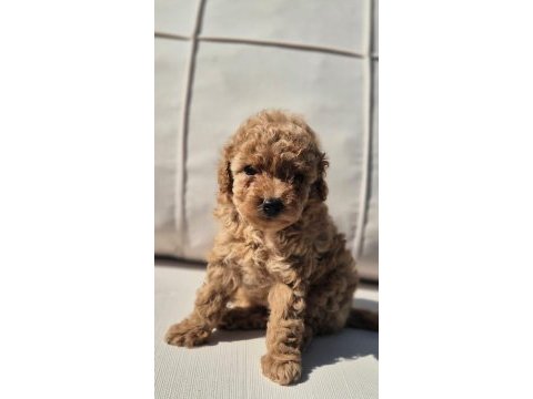 Poodle çıftliğinden red brown toy poodle bebeklerimiz 