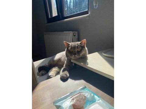 Ücretsiz british shorthair
