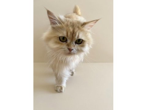 Ny12 renk safkan şecereli british longhair kedimiz