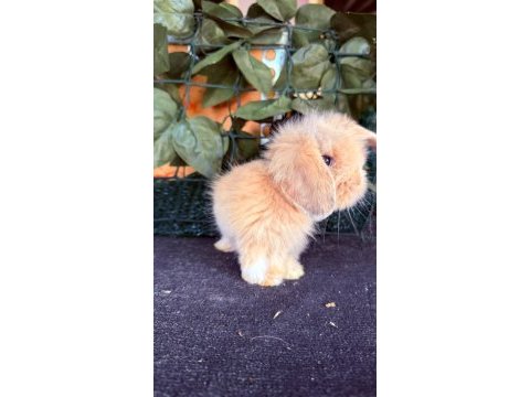 Safkan hollanda teddy lop tavşanı yavrular