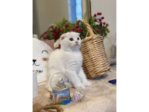 Dişi scottish fold bebeklerimiz