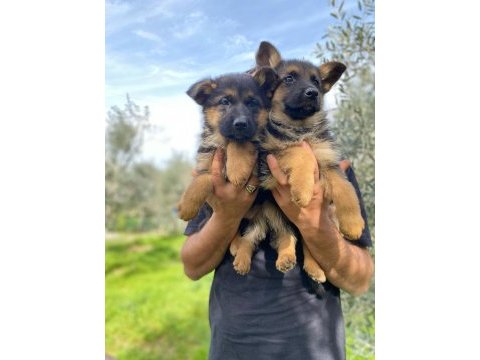 Showline alman çoban köpeği