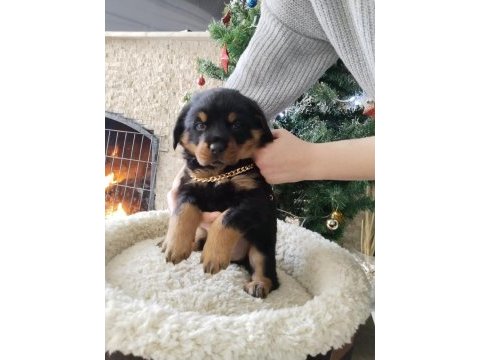 İri kafa üst kalite rottweiler yavrular