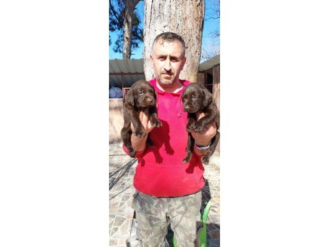 Çikolatalı labrador