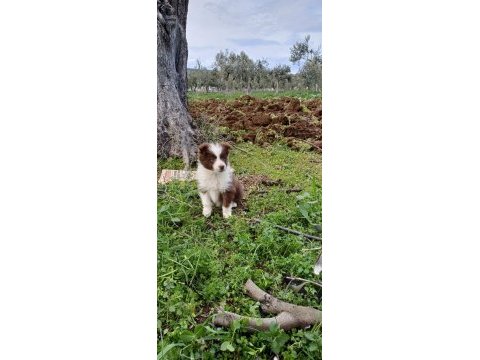 Sağlıklı safkan border collie yavrular