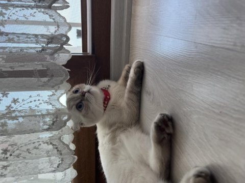 Scottish fold