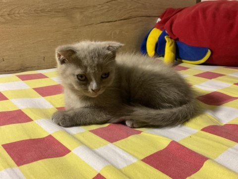 Acil 2 aylık british shorthair dişi