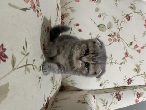 Sevimli yavrular scottish fold