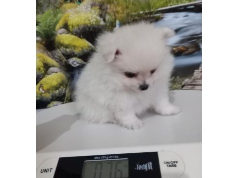 Çok tatlı uygun fiyatlı pomeranian yavru