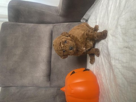 Mini boy toy poodle kızımız