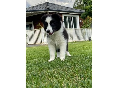 Border collie yavruları ıstanbul  